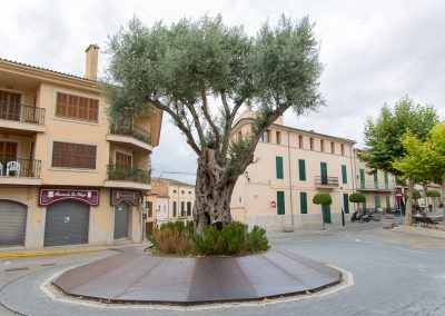 Santa Margalida - der Baum hat was künstlerisches Mallorca