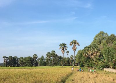 Angkor Reisfelder