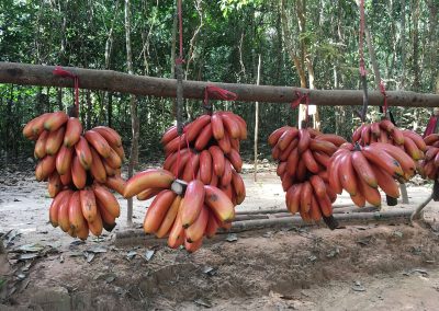 Siem Reap - Rote Bananen am Kulen Mountain