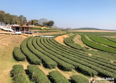 Chiang Rai Singha Teeplantagen