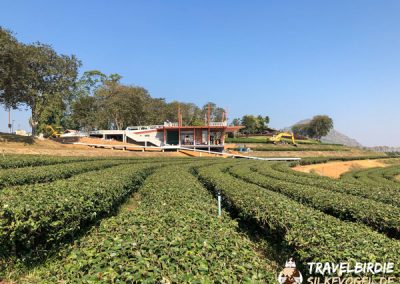 Chiang Rai Singha Teeplantagen