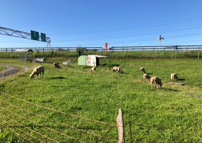 Schafe an der Autobahn Bodensee Radtour