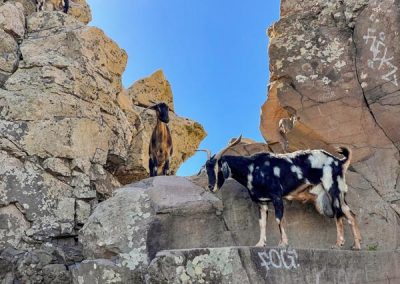 Ziegen auf Felsen