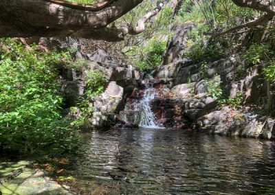 Kleiner Wasserfall von Pflanzen umgeben