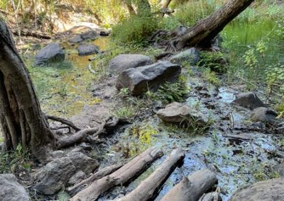 Steine und Baumstämme im Wasser