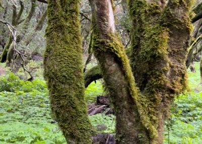 Mit Moos bewachsene Bäume im Nebelwald des Nationalparks La Garajonay