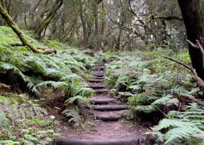 Eine Art Treppe aus Baumstämmen im Wald