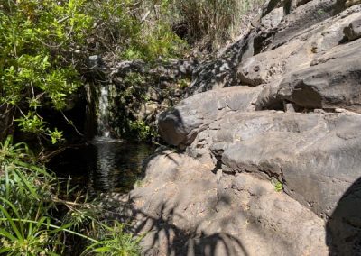 Felsen und dahinter ein kleiner Wasserfall umgeben von Pflanzen