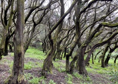Mit Moos bewachsene Bäume im Nebelwald des Nationalparks La Garajonay